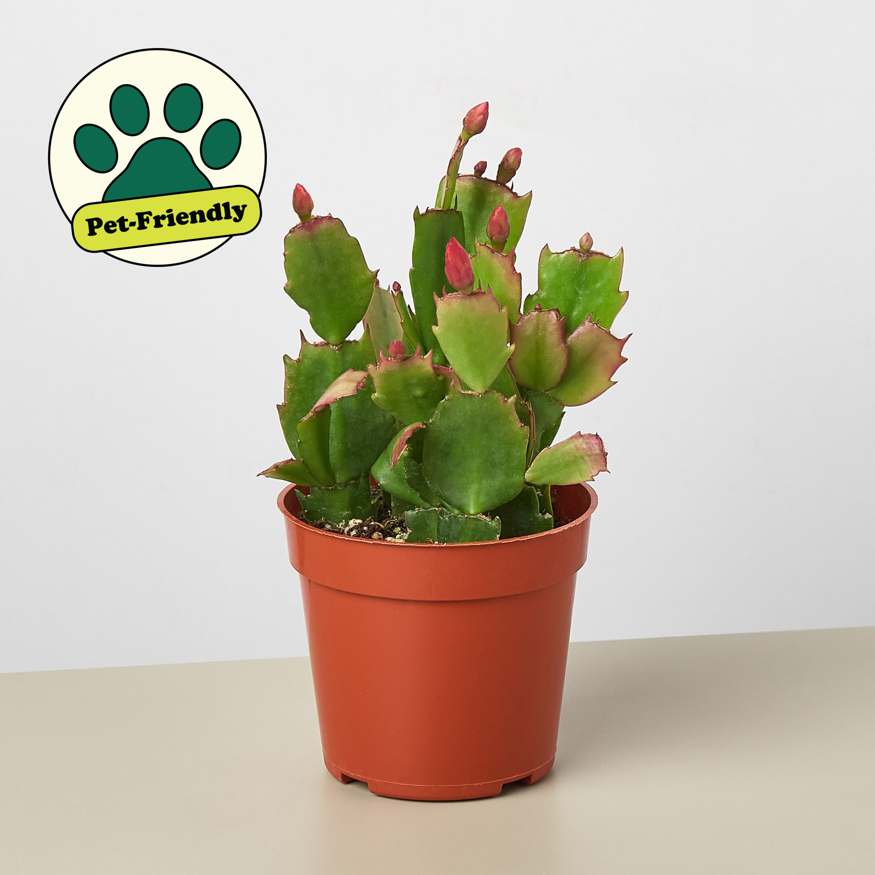 Zygocactus 'Christmas Cactus' – Moon Water Apothecary