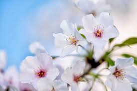 Japanese Cherry Blossom - REED DIFFUSER -- by Moon Water Apothecary! –