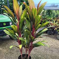 Cordyline Ti Plant - Tropical Foliage –
