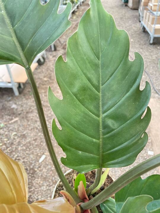 Philodendron Caramel Pluto – 4" Pot Indoor Plants