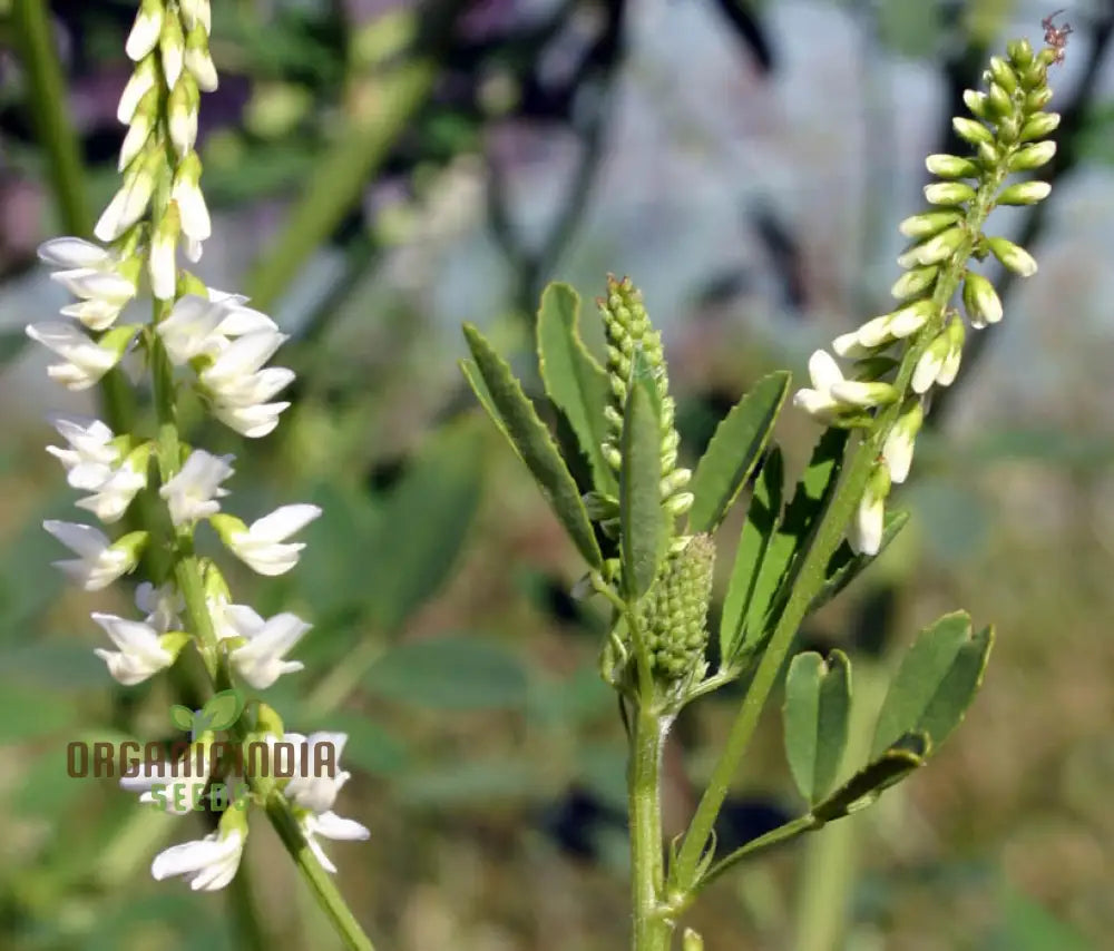 Melilotus Officinalis Subsp. Albus Seeds for planting, Premium Gardening Seeds