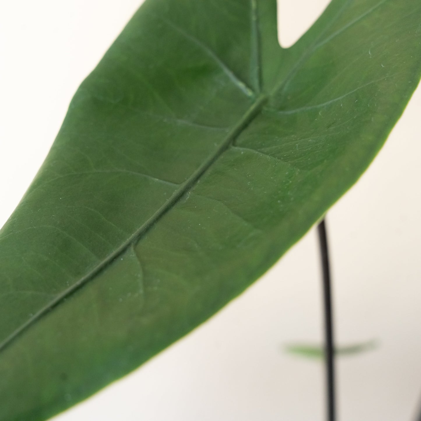Mythic® Blackout™ Alocasia Zebrina | Rare Dark Stem Houseplant