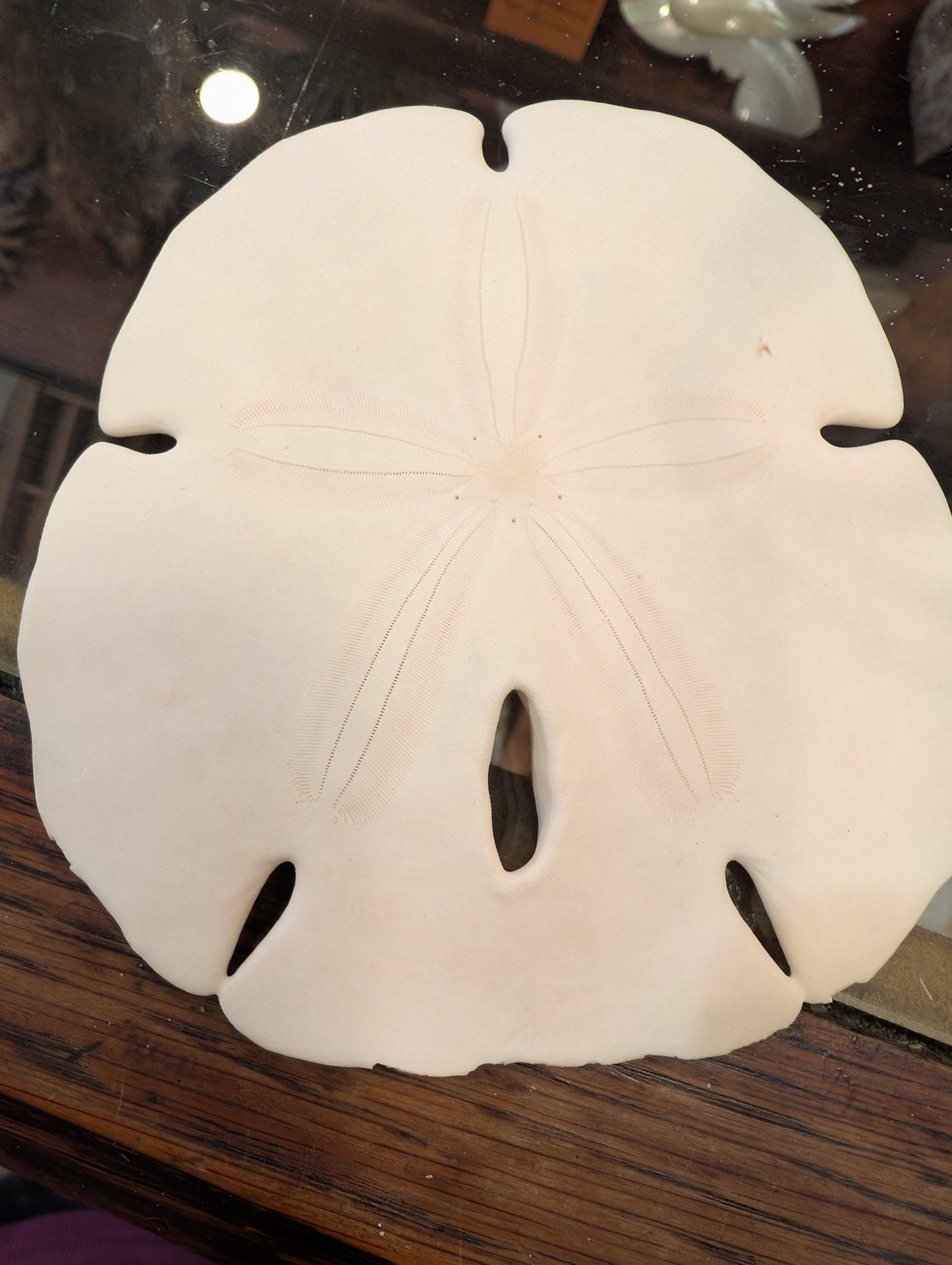 Notched Sand Dollar 4-5" | Encope Emarginata –