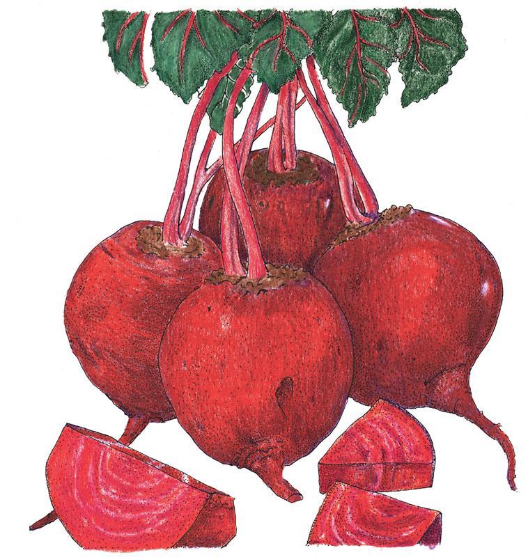 Beet Seeds, Detroit Dark Red Beets (Organic) – Vegetable Seeds