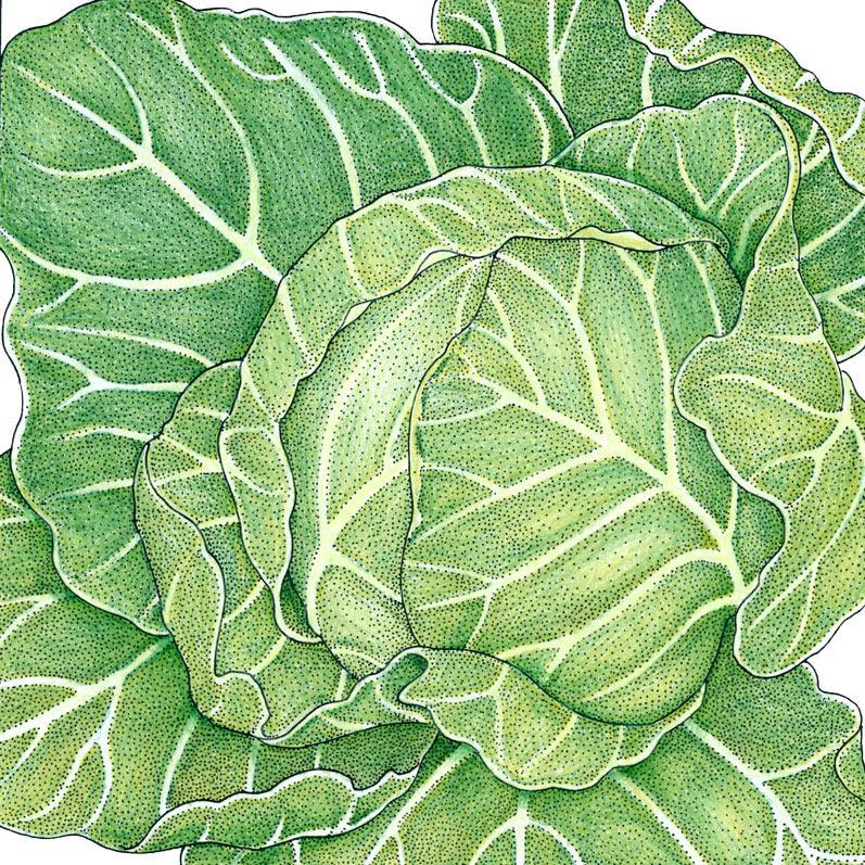 Cabbage, Golden Acre, Seeds (Organic) – Vegetable Seeds