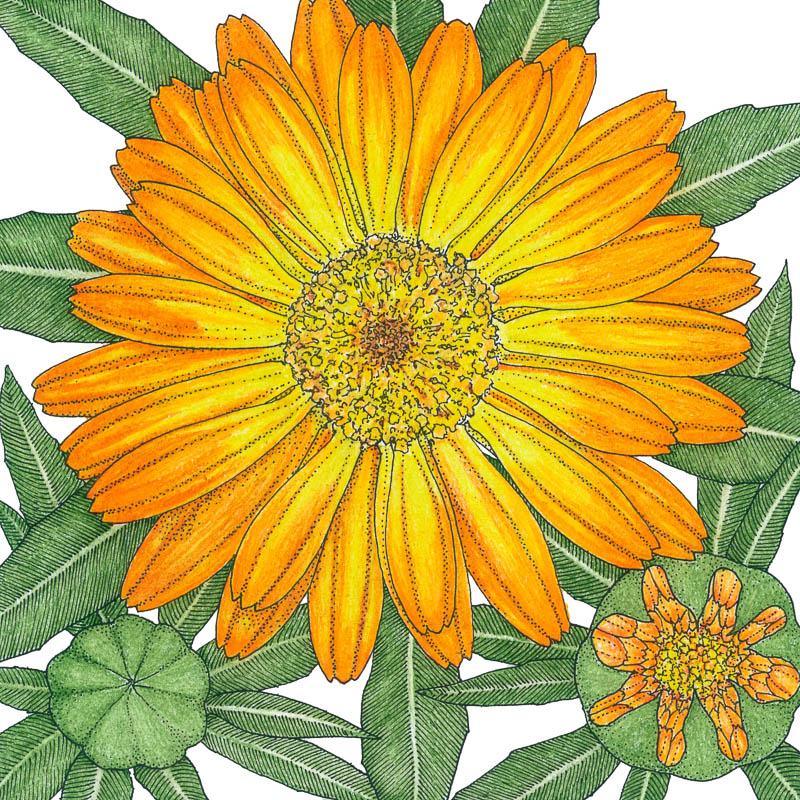 Calendula, Orange, Seeds (Organic) – Flower Seeds