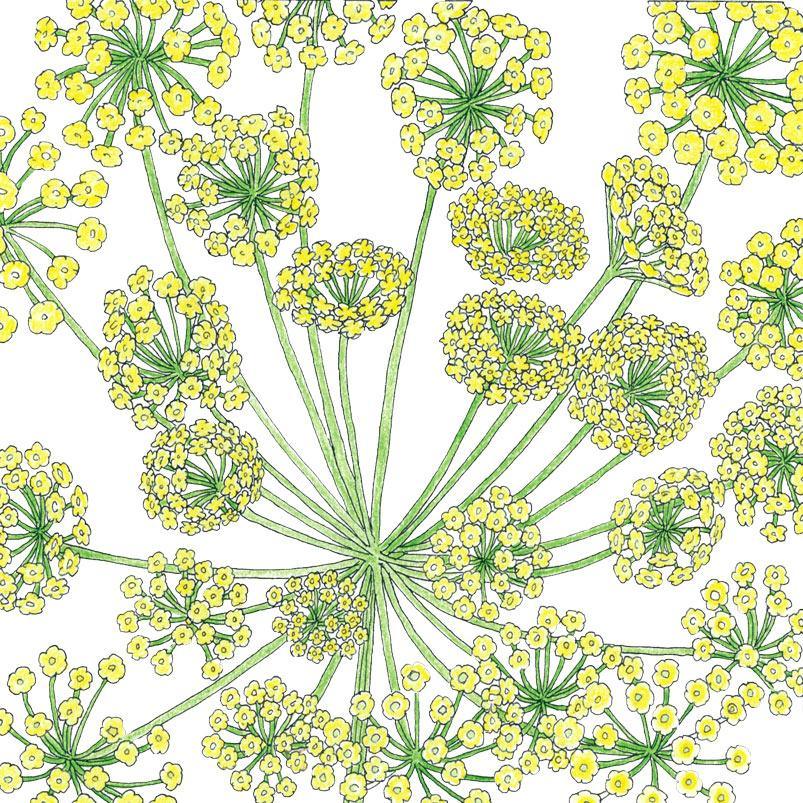 Dill Seeds (Organic) Mammoth – Vegetable Seeds