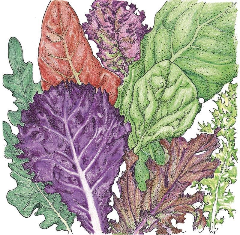 Lettuce Seeds, Gourmet Mix (Organic) – Vegetable Seeds