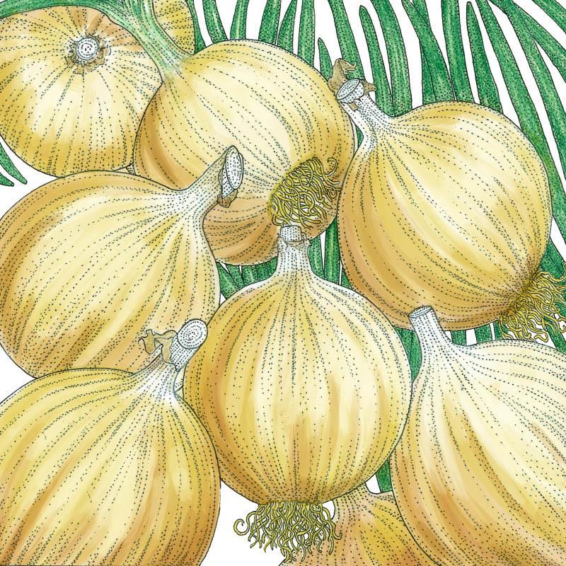Onion, Cortland, Seeds (Organic) – Vegetable Seeds