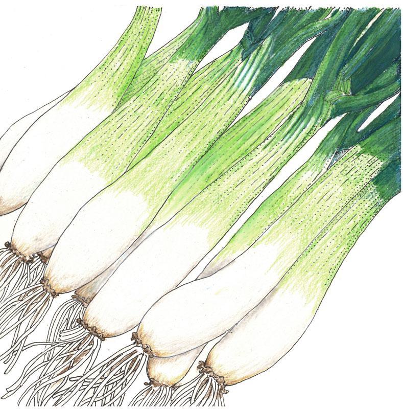 Onion Seeds, Evergreen Bunching (Organic) – Vegetable Seeds