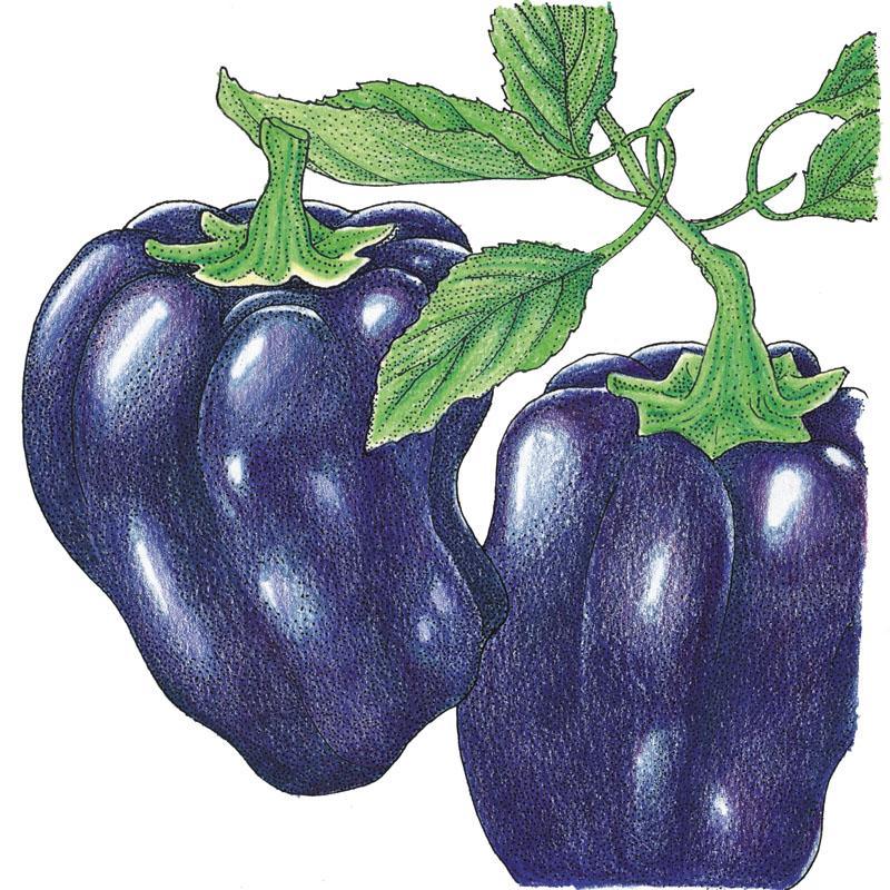 Purple Beauty Sweet Pepper Seeds (Organic) – Vegetable Seeds