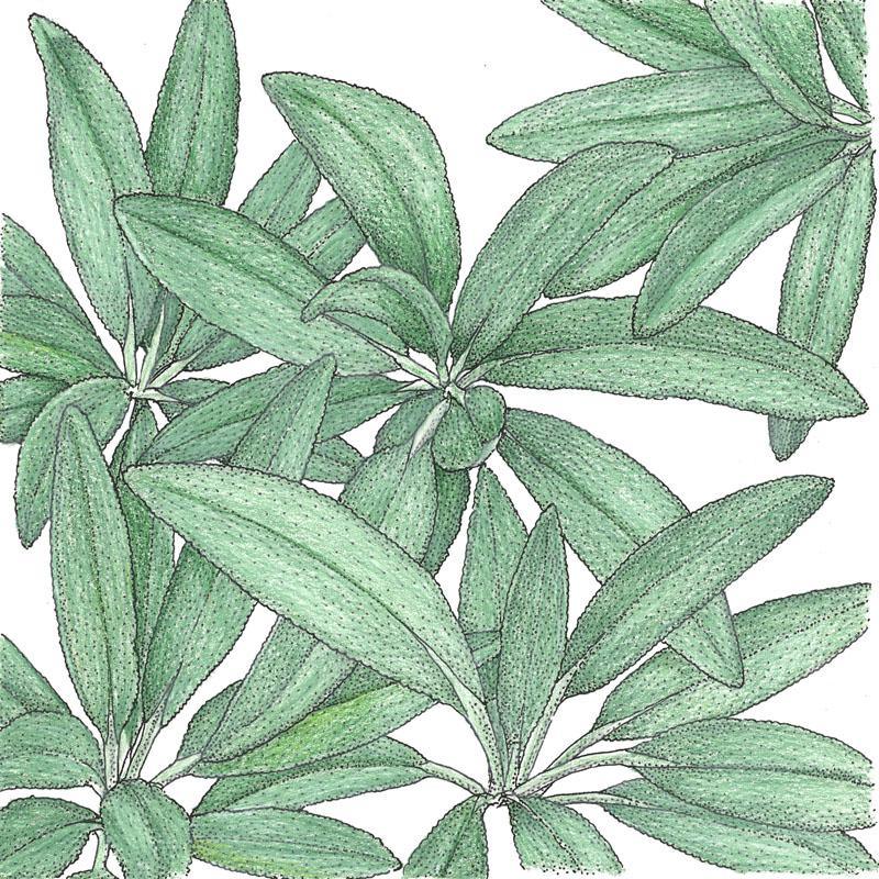 Sage Seeds (Organic) – Vegetable Seeds