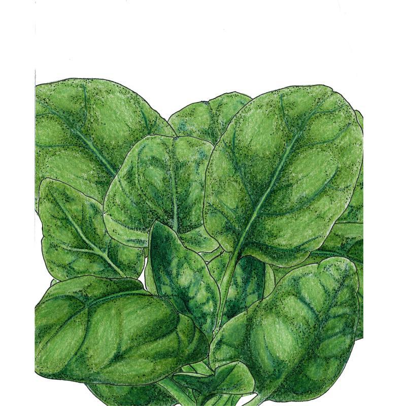 Spinach, Verdil, Seeds (Organic) – Vegetable Seeds