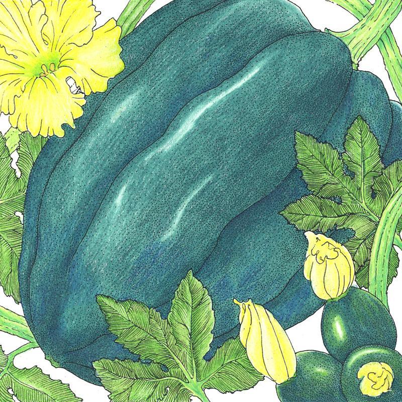 Table Queen Acorn Winter Squash Seeds (Organic) – Vegetable Seeds