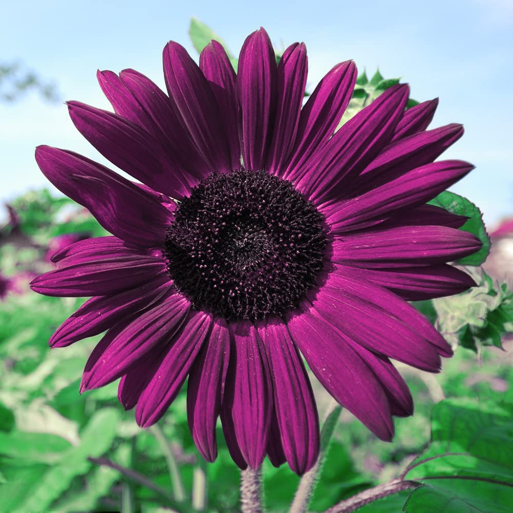 Purple Sunflower Seeds – Rare Vibrant Blooms for Gardens & Landscapes