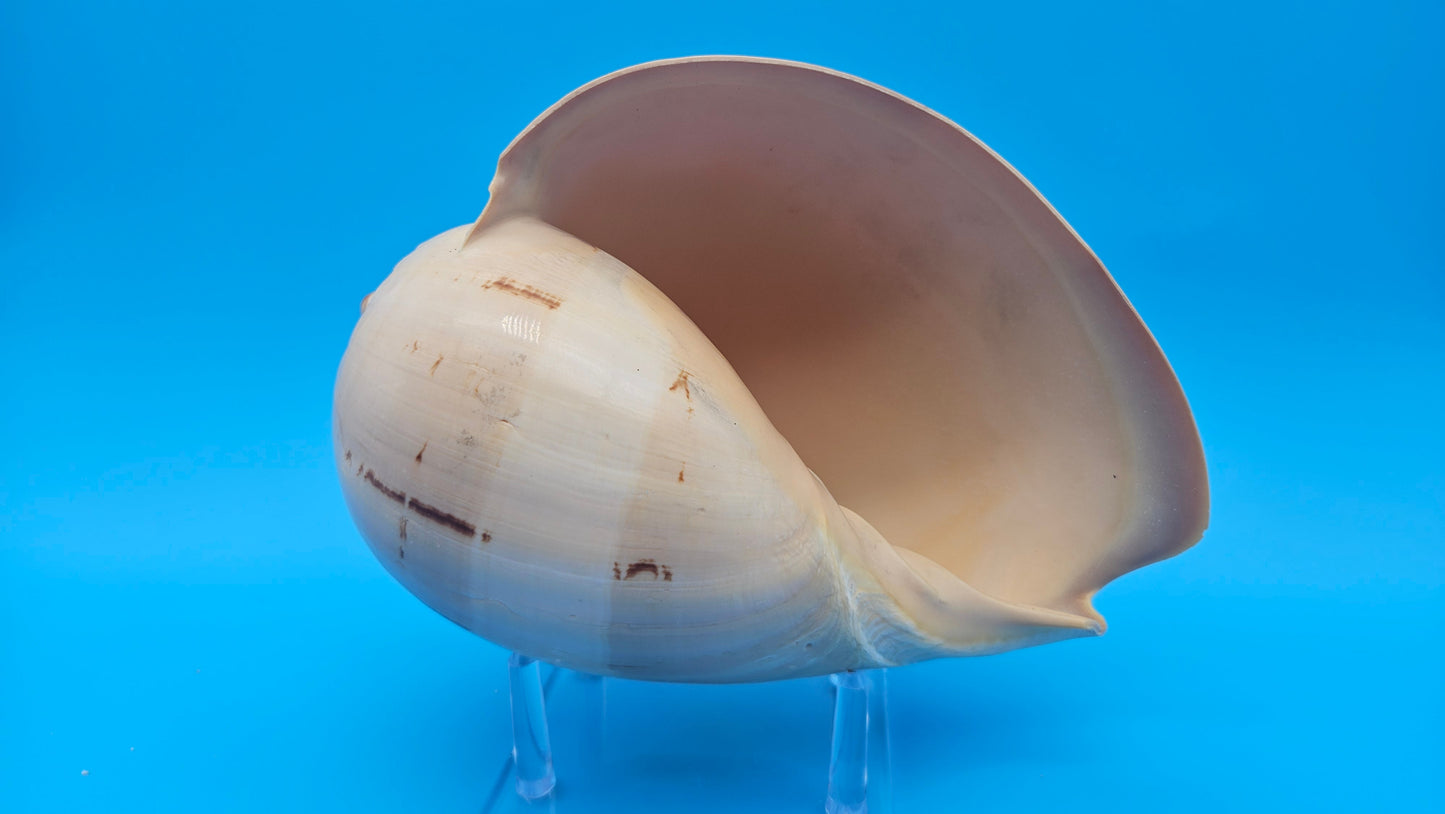Polished Crown Melon Shell 8.75" Large Coastal Display with Smooth Gloss Finish – Shells in Large Shelf