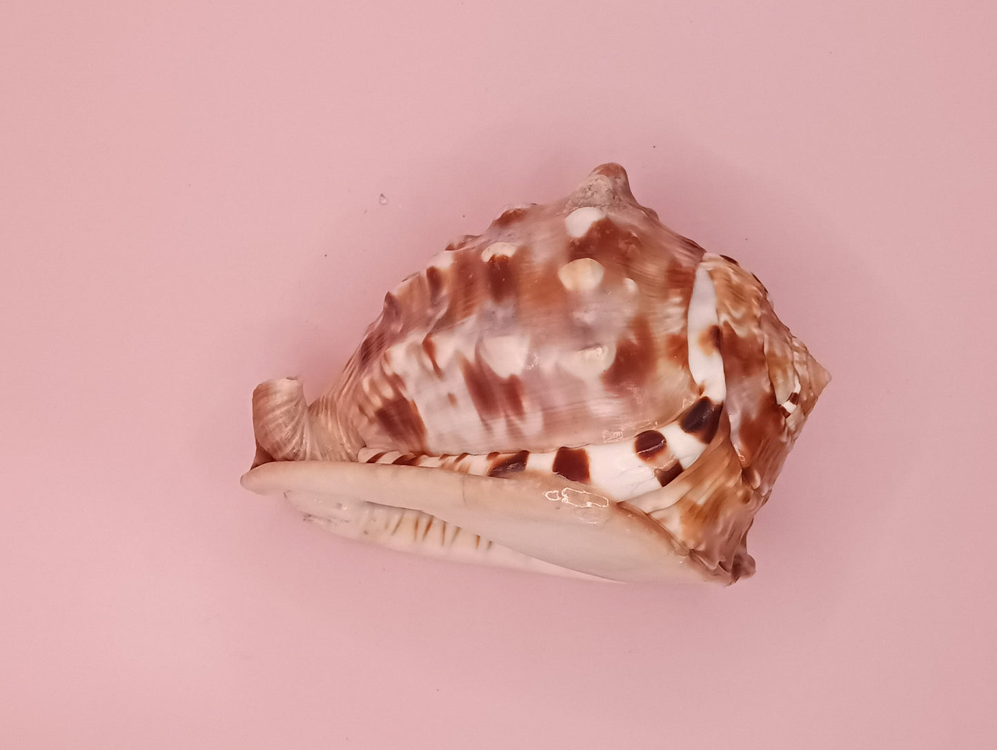 King Helmet Display Shell- Cassis flammea 4.8" – Shells