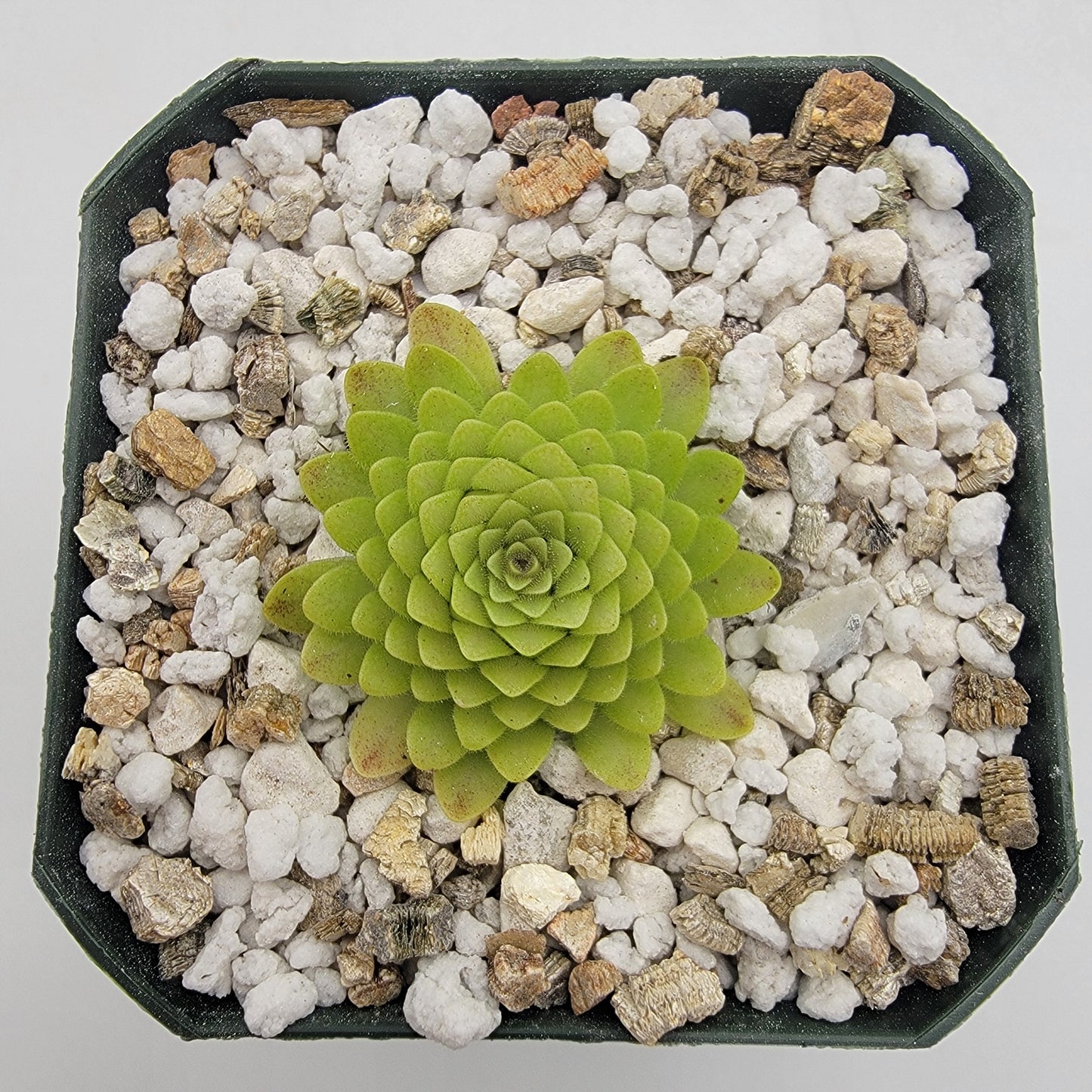 Butterwort Hybrid 'Lautner x Big Purple Thing' - Live Plant – Live Plants