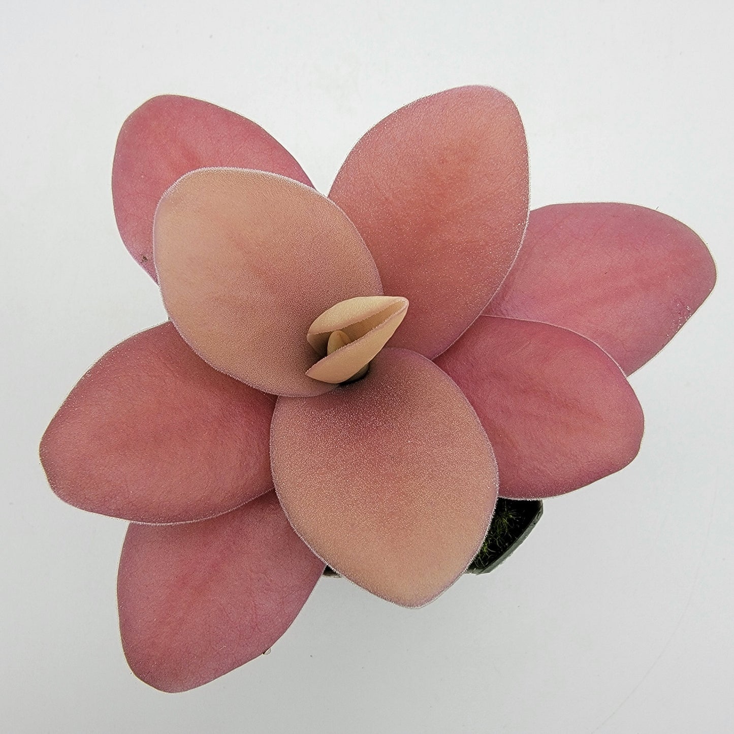 Pinguicula gigantea red – Butterworts