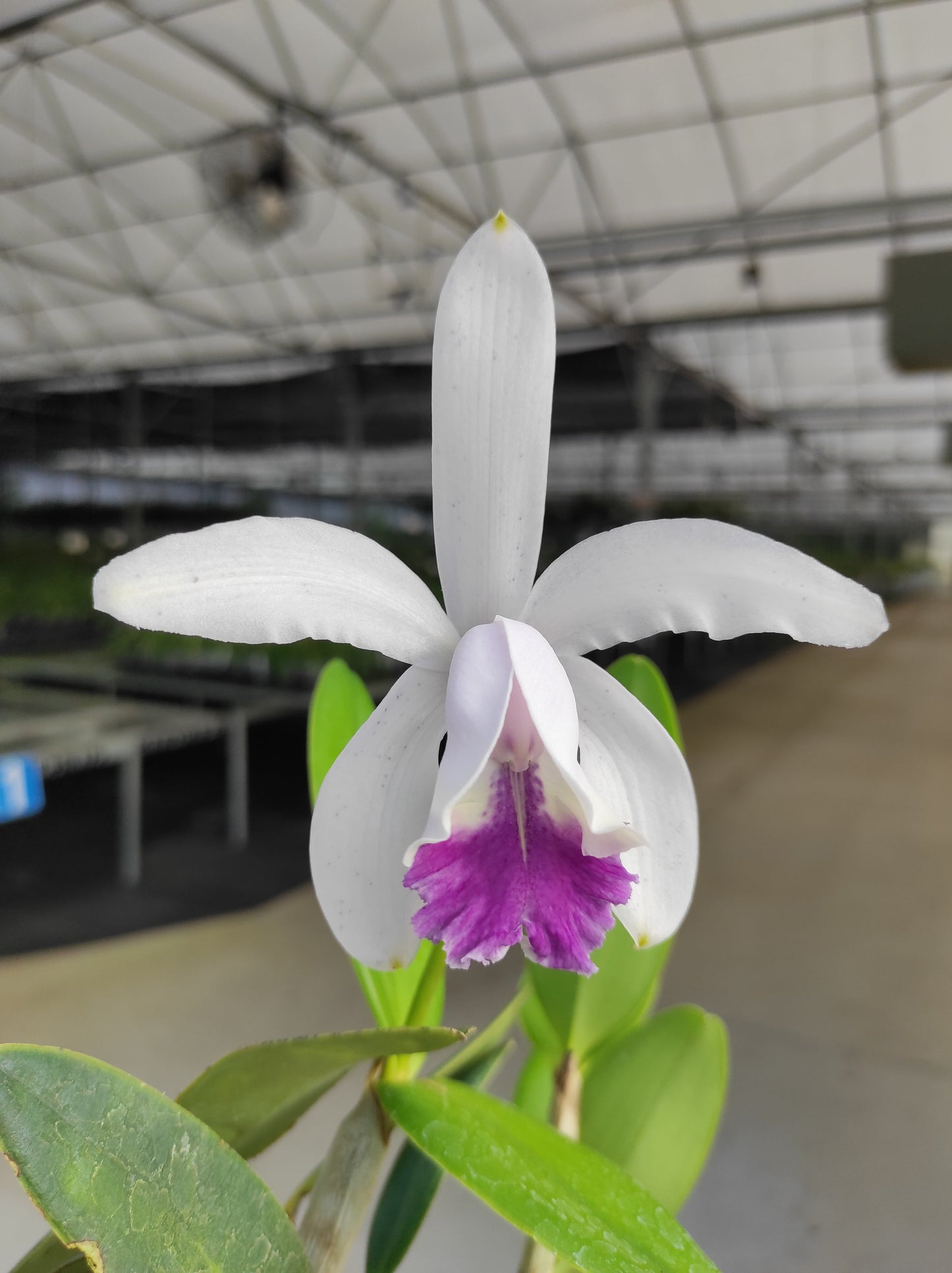 Cattleya intermedia f. coerulea 'Gigi' – Orchids
