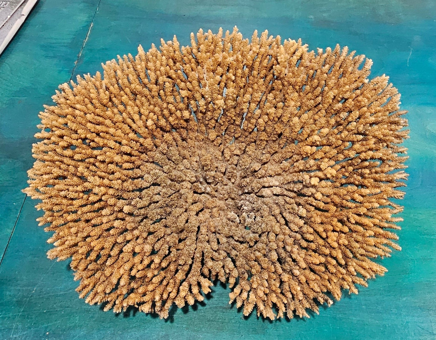Natural Table- Special Plate Coral 15.75" – Coral