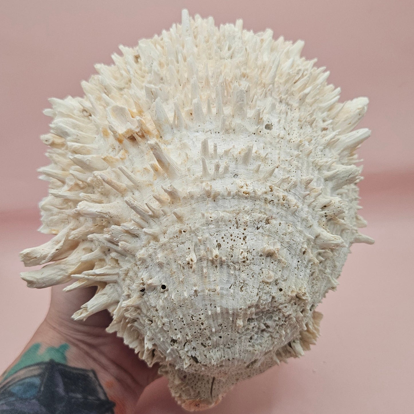 8" White Spondylus Shell with Natural Spikes – Coastal Textured Display Shell – Shells