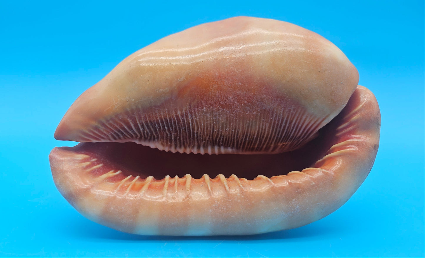 Select Bullmouth Cameo Helmet Shell 7x5x4 Display – Shells