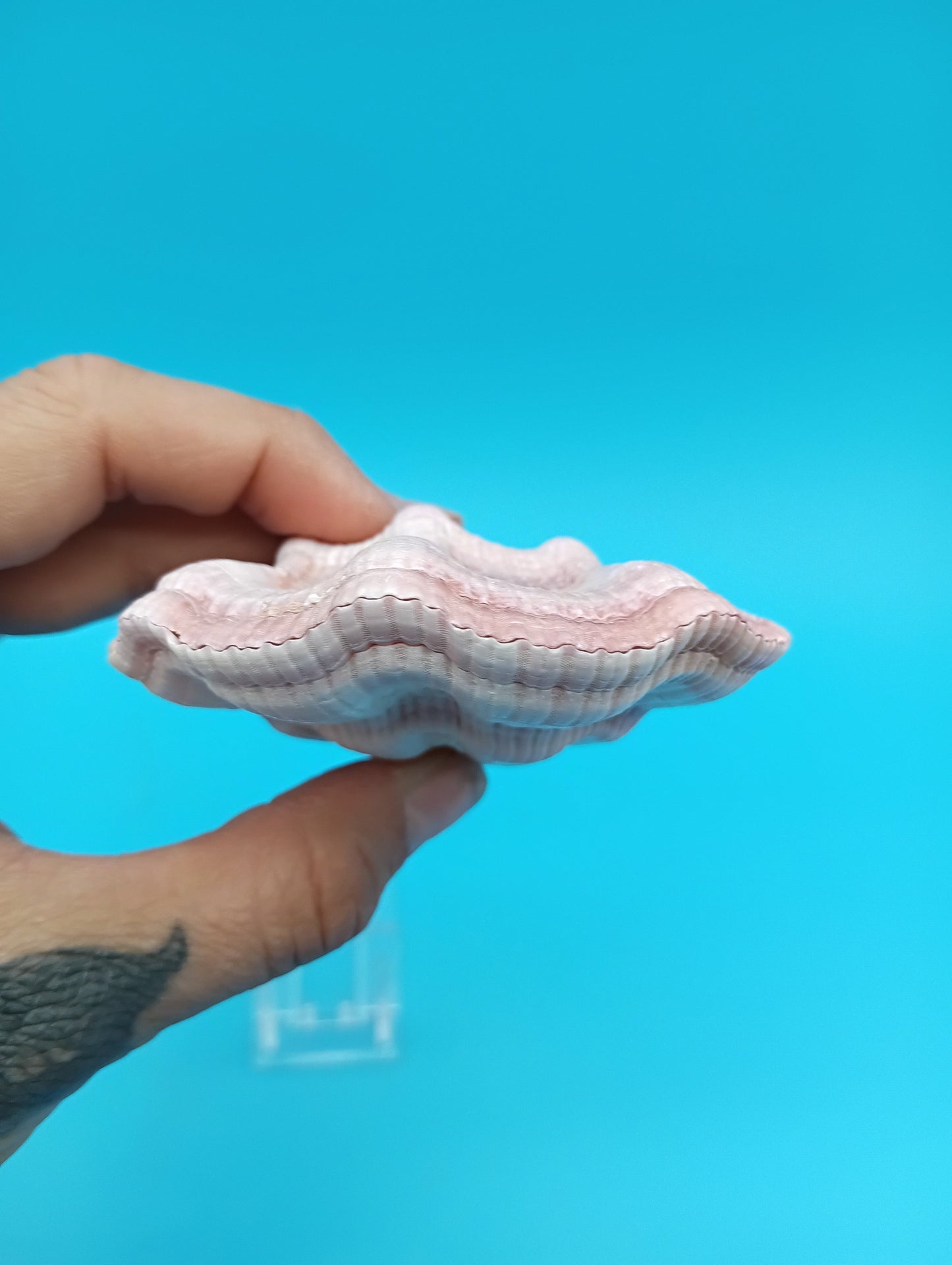 Swiftopecten Swiftii Scallop Shell Pair – 3.6" x 3.0