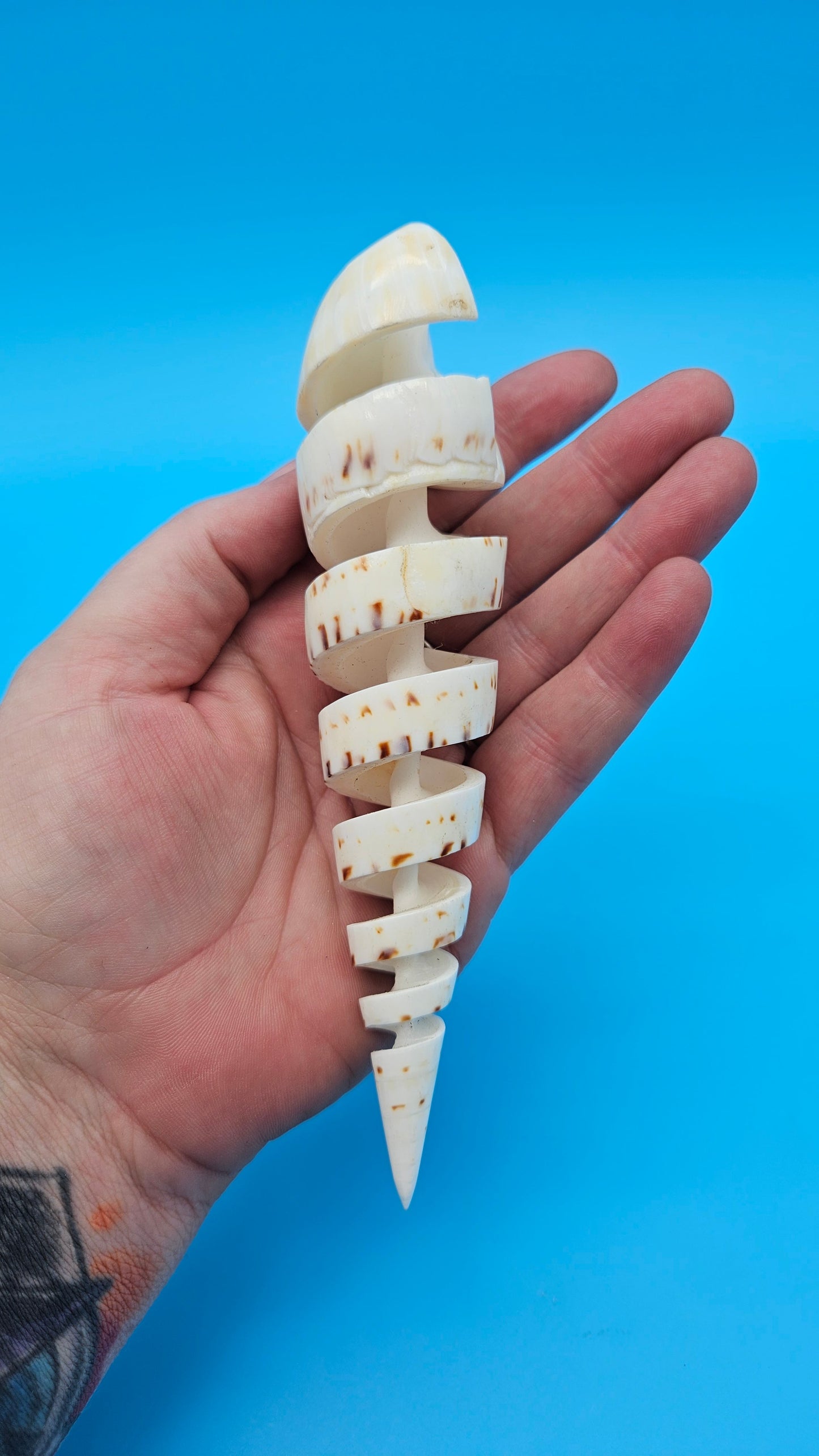 Spiral Cut Marlin Spike Display Shell (Terebra maculata) 6.2" – Premium Coastal Decor Specimen – Shells