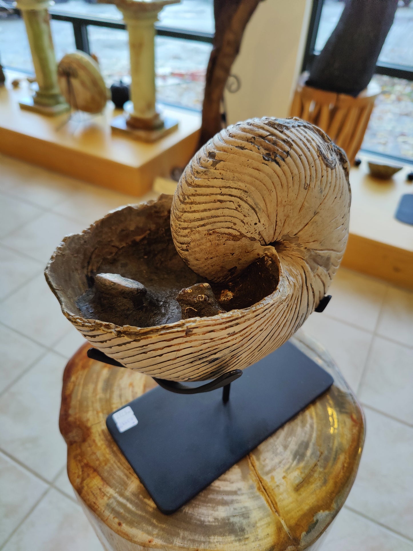 Nautiloid Fossil - Cretaceous Madagascar with Stand – Fossils