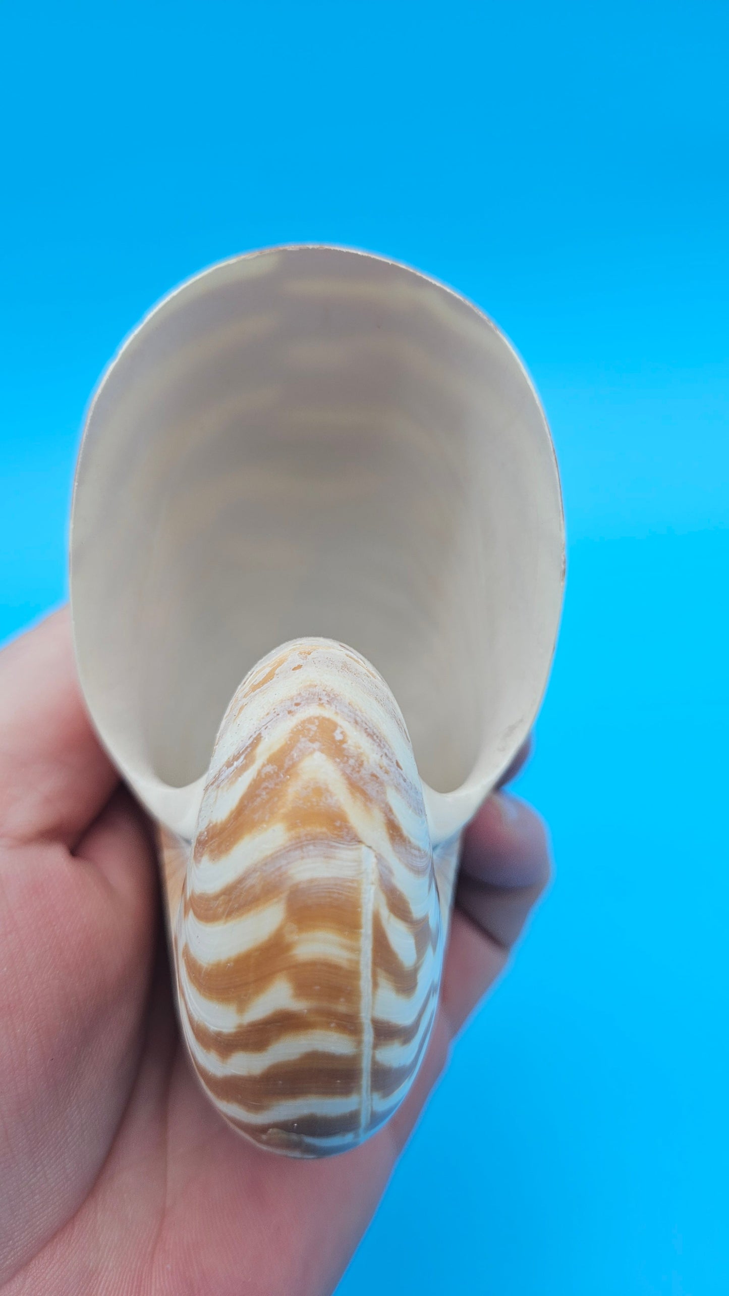 Tiger Nautilus Shell – Striking Natural Ocean Decor 3.6"