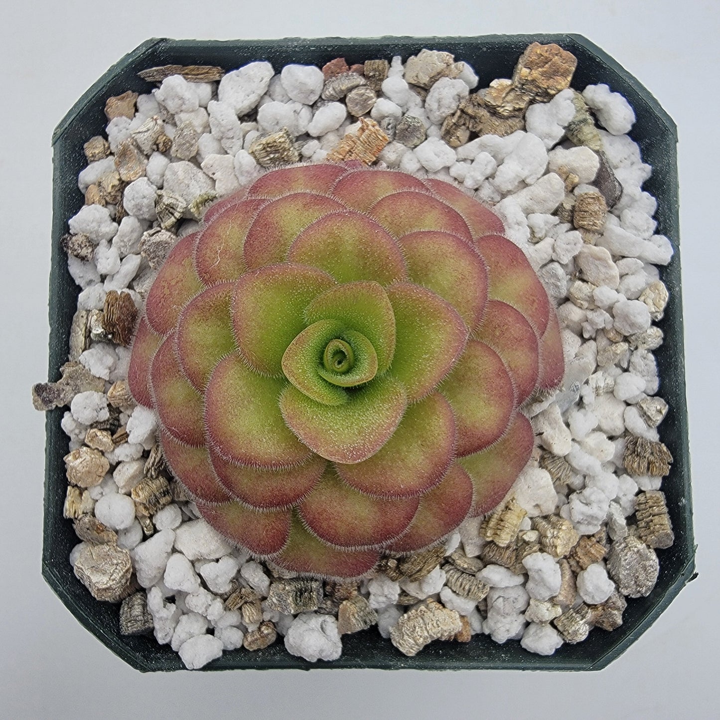 Butterwort 'El Lobo x Huahuapan' Red Clone - Live Plant – Live Plants