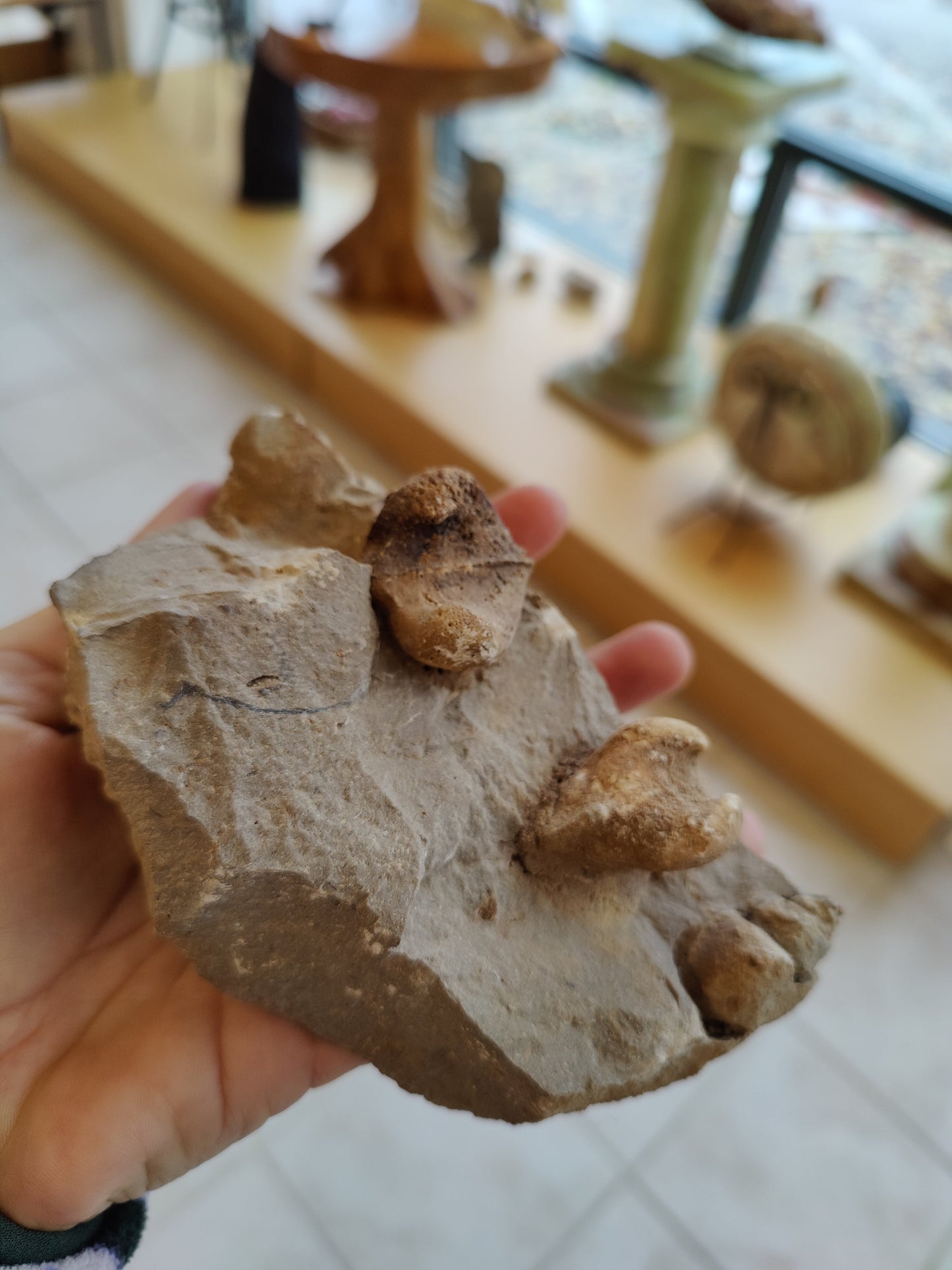 Rough Gastropod Large – Fossils