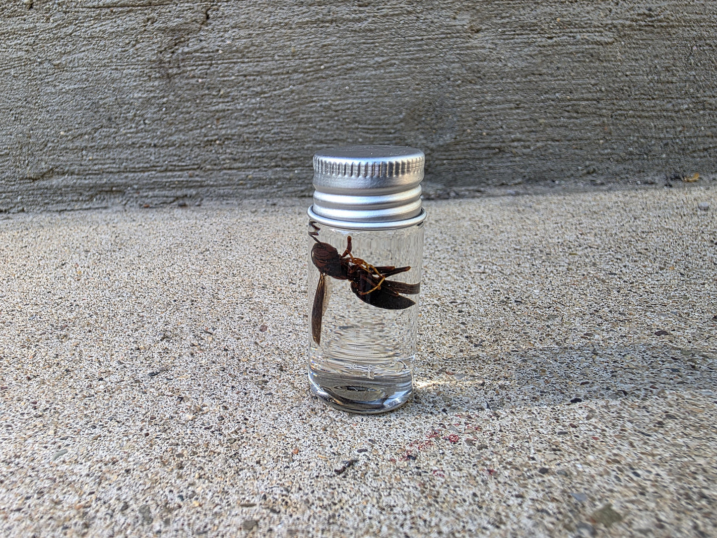 Bald Faced Hornet Wet Specimen Vial