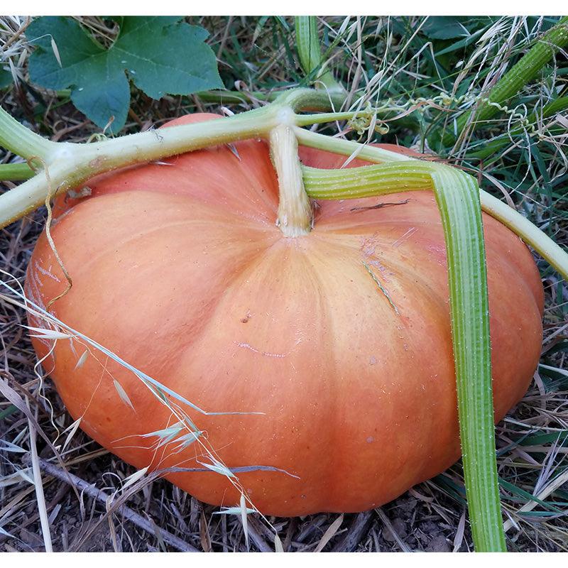 Pumpkin Seeds (Organic) Cinderella Pumpkins – Vegetable Seeds