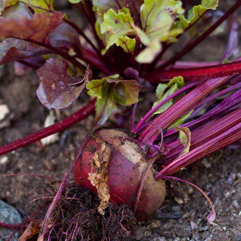 Bull's Blood Beet Seeds (Organic) – Vegetable Seeds