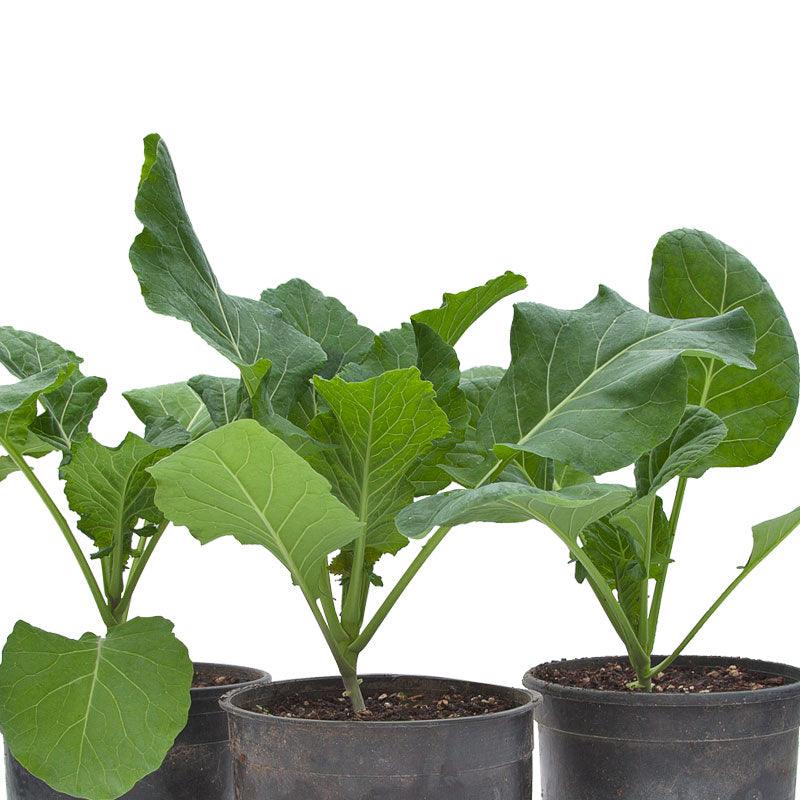 Collard Green, Champion, Seeds (Organic) – Vegetable Seeds