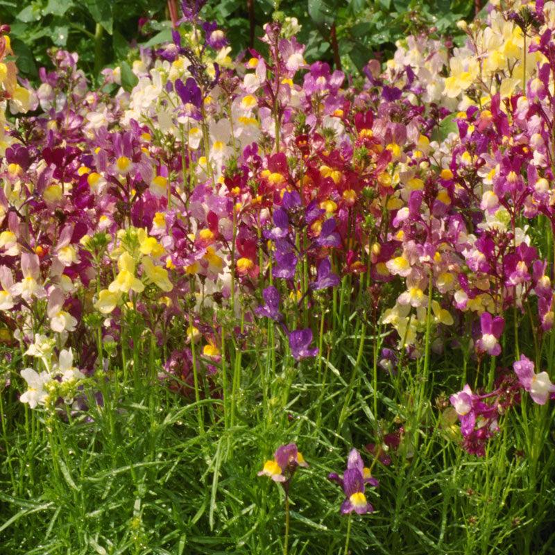 Snapdragon, Spurred (1/4 lb) – Flower Seeds