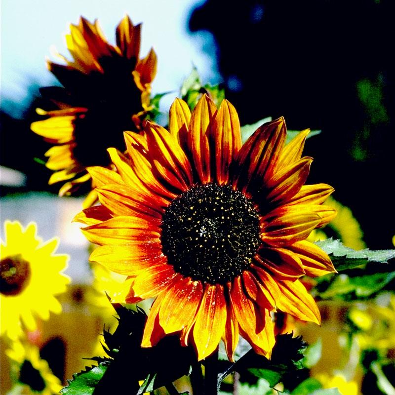 Sunflower, Autumn Beauty, Seeds (Organic)