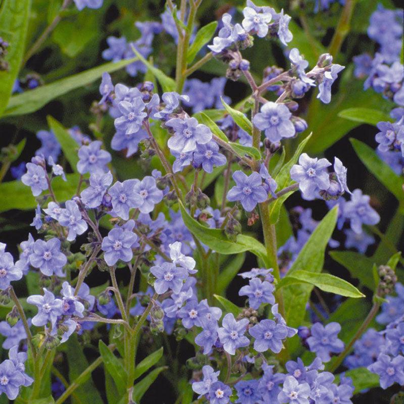 Forget-Me-Not, Chinese (1/4 lb) – Flower Seeds