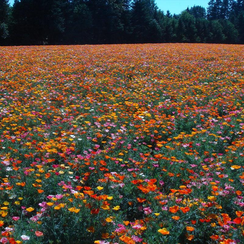 California Poppy, Mission Bells (lb) – Flower Seeds