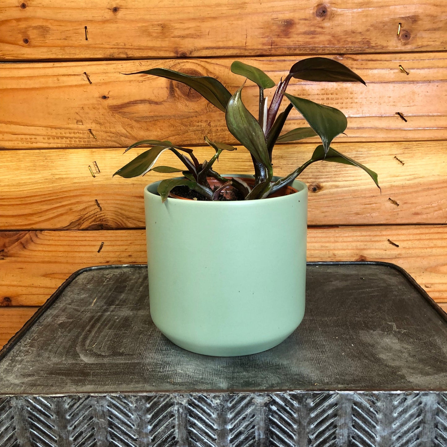 Philodendron White Knight, 4" Plant