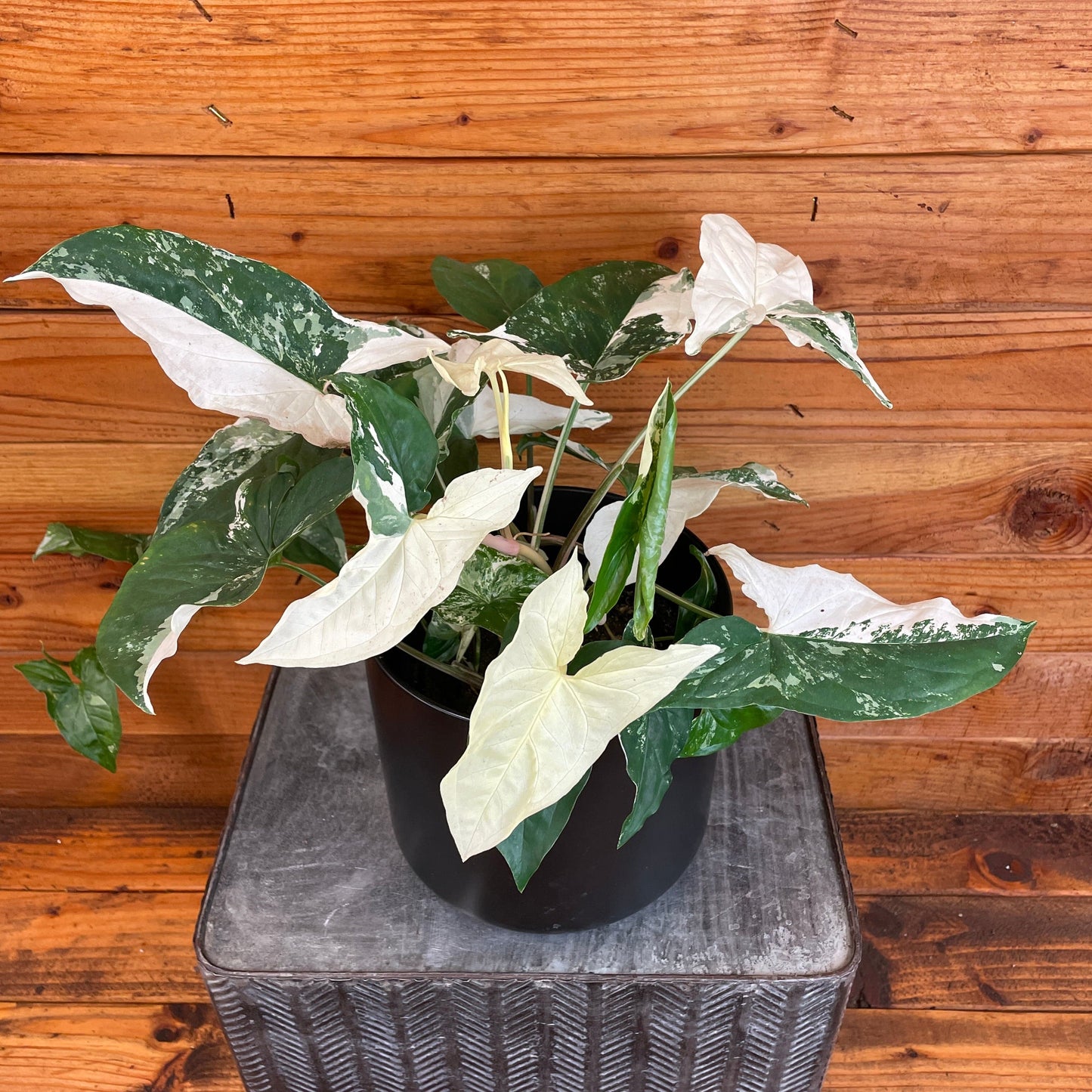 Syngonium Podophyllum Albo-Variegatum – 6" Variegated Arrowhead Plant