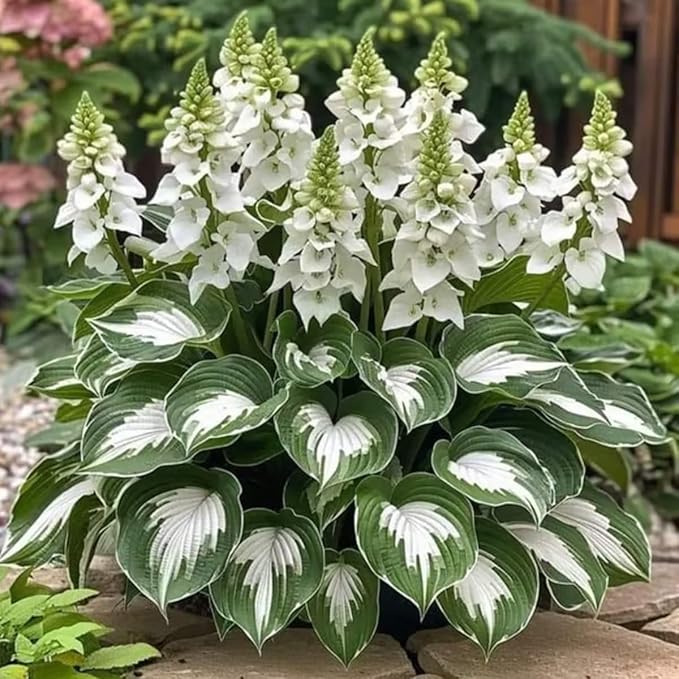 Premium Hosta Seeds – Decorative Foliage Variety for Shaded Gardens