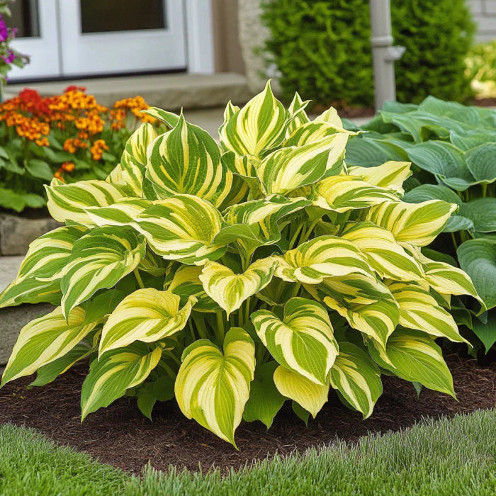 Rare Yellow Variegated Hosta Seeds – Green Leaves with Gold and Creamy Yellow Edges