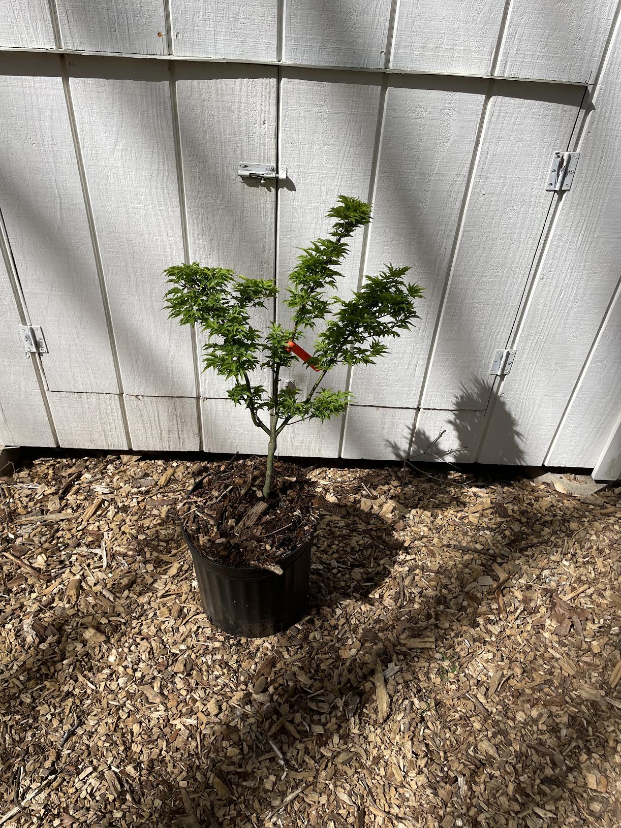 Shishigashira Japanese Maple Tree | Lion's Head Maple –