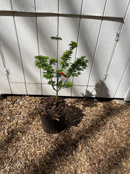 Shishigashira Japanese Maple Tree | Lion's Head Maple –