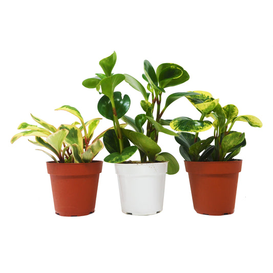 3 Different Peperomia Plants in 4" Pots - Baby Rubber Plants – 4" Pot 4" Plant (3pk/$2) ($13 Ship/47oz)
