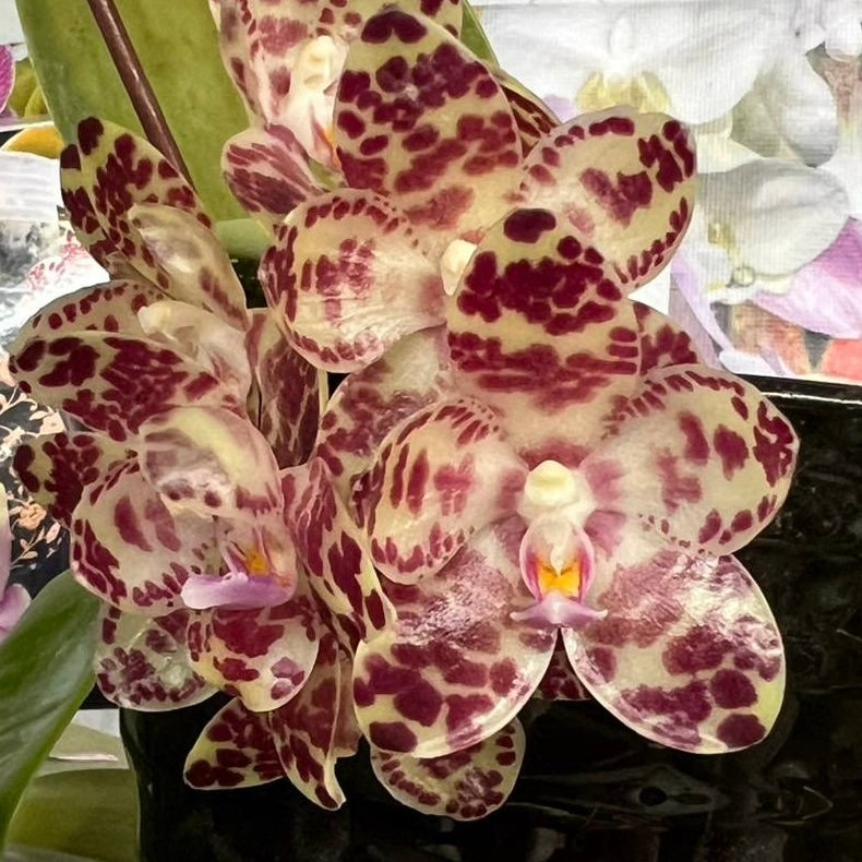 Phalaenopsis gigantea – Rare Giant Orchid Species | Live Plant – Novelty Phalaenopsis