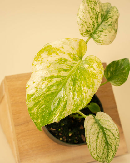 3.5" Monstera 'Mint' –